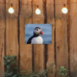 Papegaaiduiker - Portret - Natuur tuinposter los doek klein -sfeer1