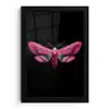 Vlinder - Roze - Nachtvlinder fotolijst zwart zonder passe partout klein -3d