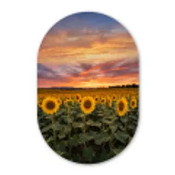 Zonnebloemen - Heuvellandschap - Geel Wandcirkel Ovaal Forex klein -3d