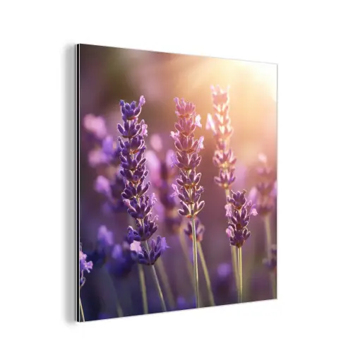 Lavendelbloemen - Paars - Zonlicht aluminium wit klein -3d