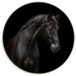 Paard - Dieren - Zwart - Portret Wandcirkel kunststof plaat 5mm dik klein -3d