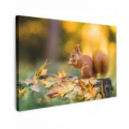 Eekhoorn - Herfst - Bosdieren - Herfstbladeren - Bos Tuinposter op houten frame 2 cm dik klein -3d