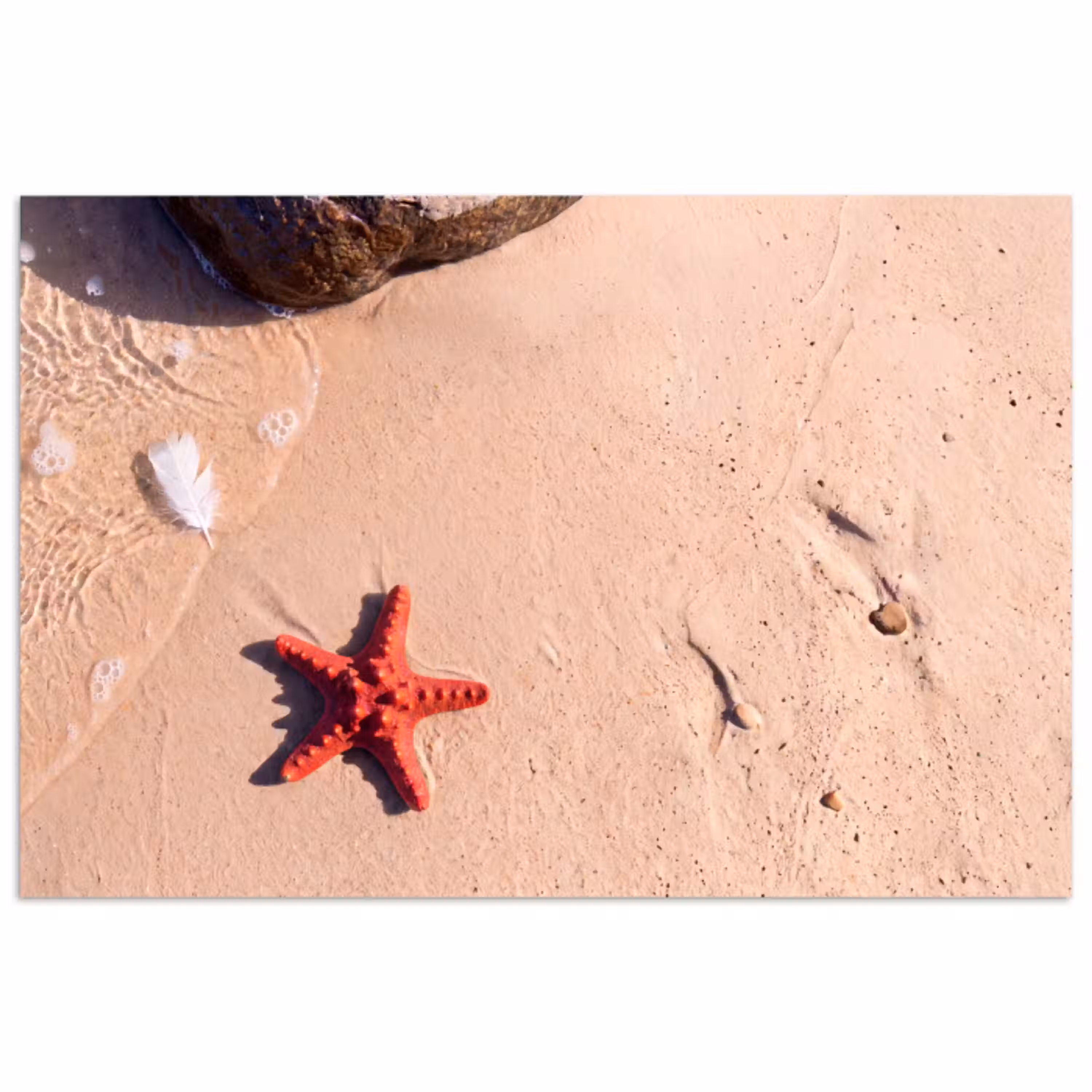 Dieren - Strand - Zee - Natuur - Rood poster papier klein -3d