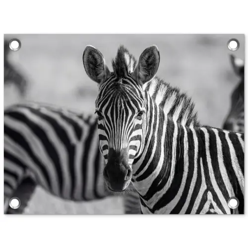 Zebra's - Zwart - Wit tuinposter los doek klein -3d