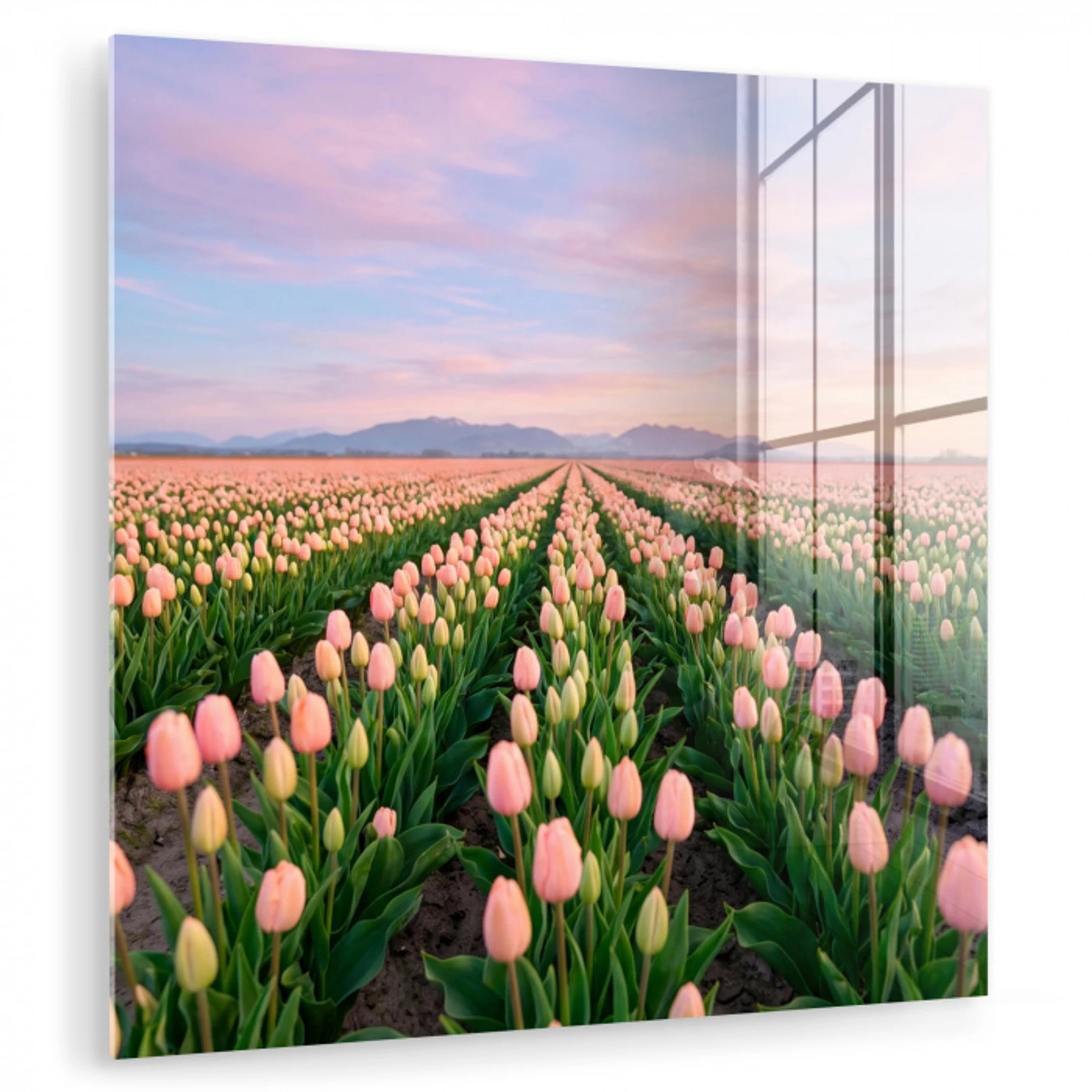 Tulpen - Landschap - Roze plexiglas 5mm klein -zzzproduct_nieuw
