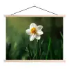 Narcis - Bloem - Wit - Grassprieten textielposter latten blank klein -3d