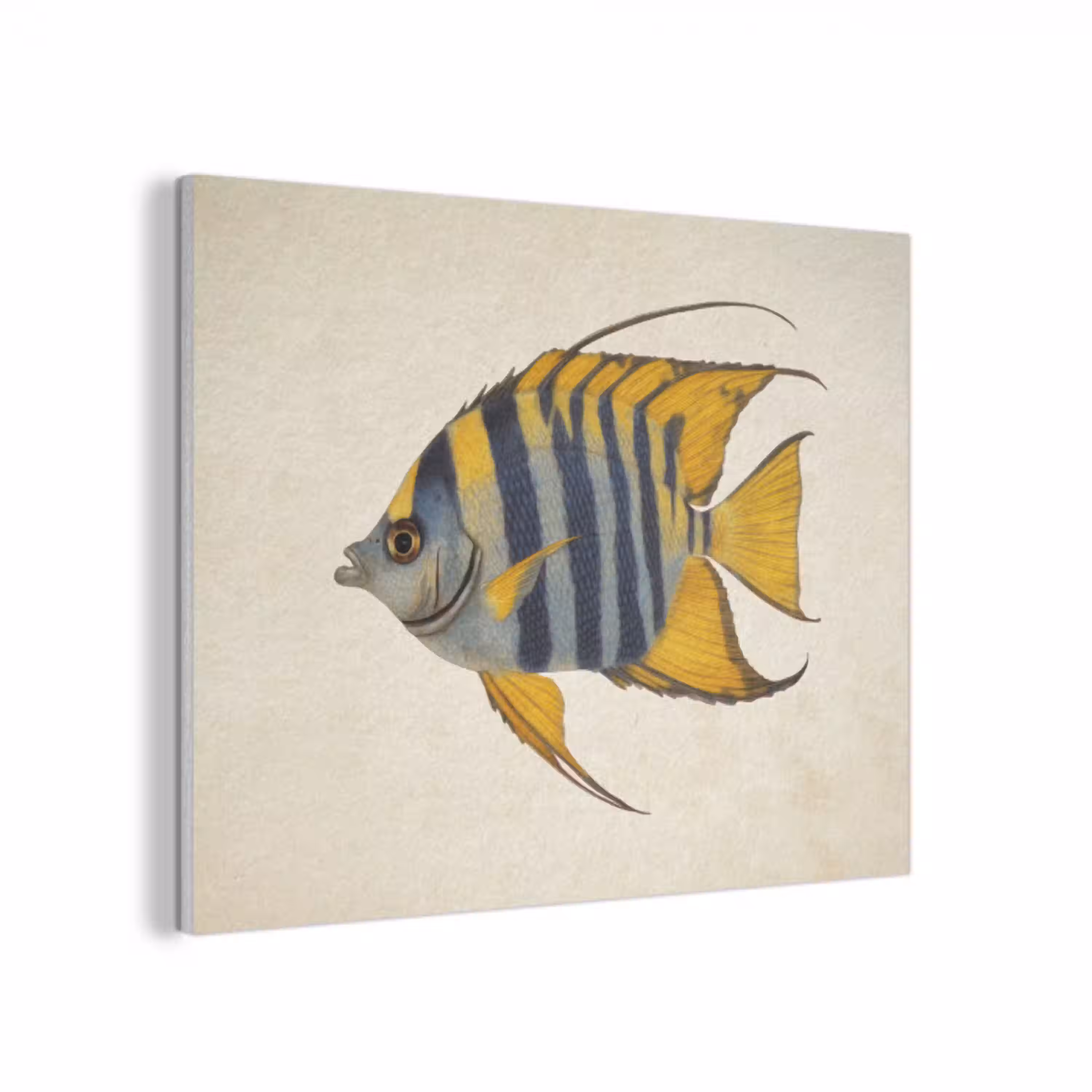 Vis - Sierlijk - Vinnen - Illustratie PET vilt klein -3d