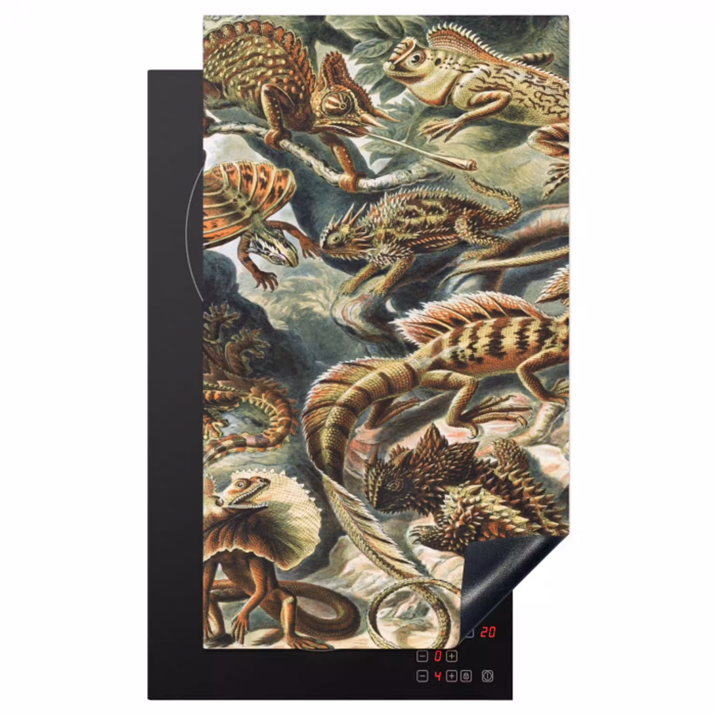 Vintage - Kunst - Ernst Haeckel - Salamanders - Dieren Inductie beschermer vinyl 3mm middel -3d