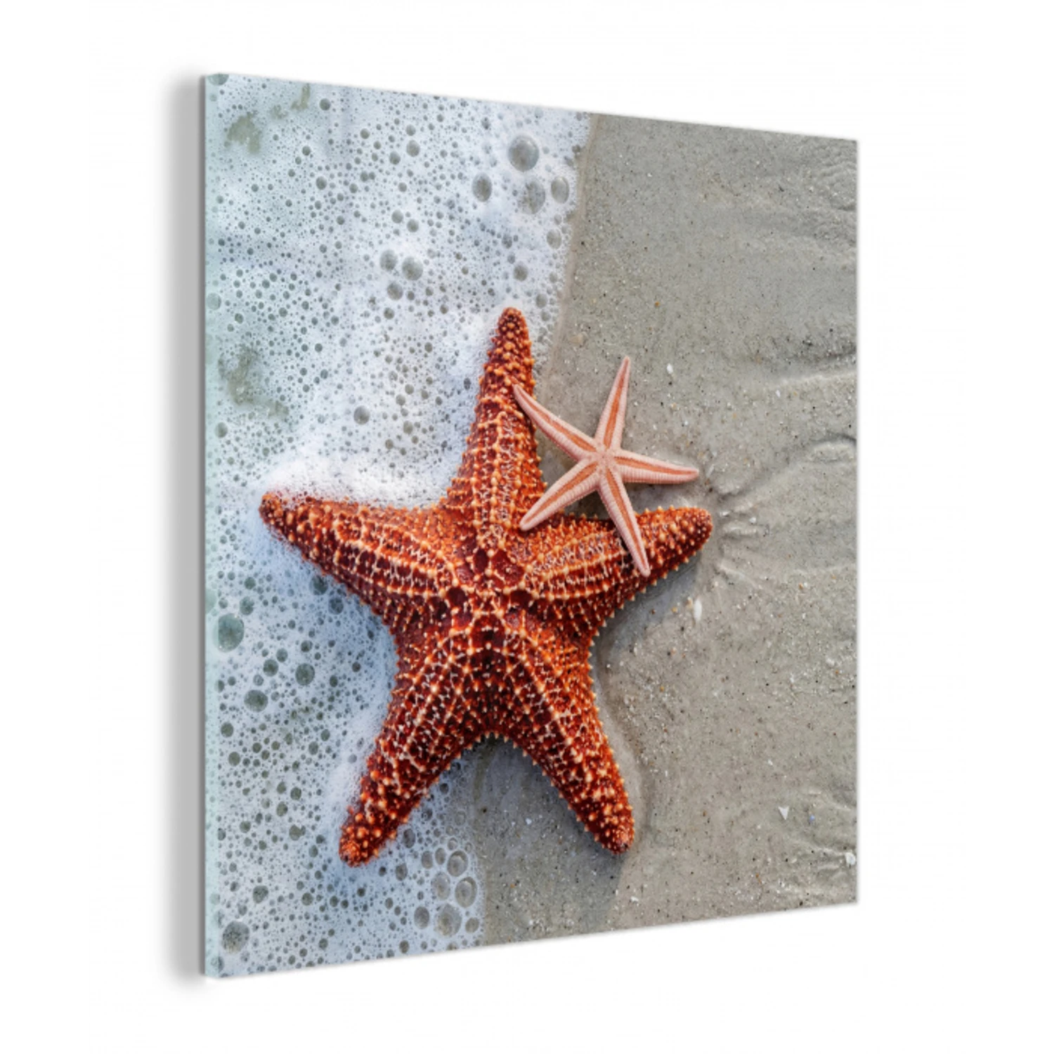 Zeester - Strand - Zee plexiglas 5mm klein -z3d