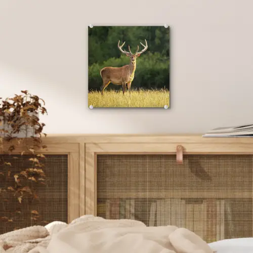 Hert - Gewei - Gras - Natuur - Dieren - Groen plexiglas 5mm klein -sfeer4