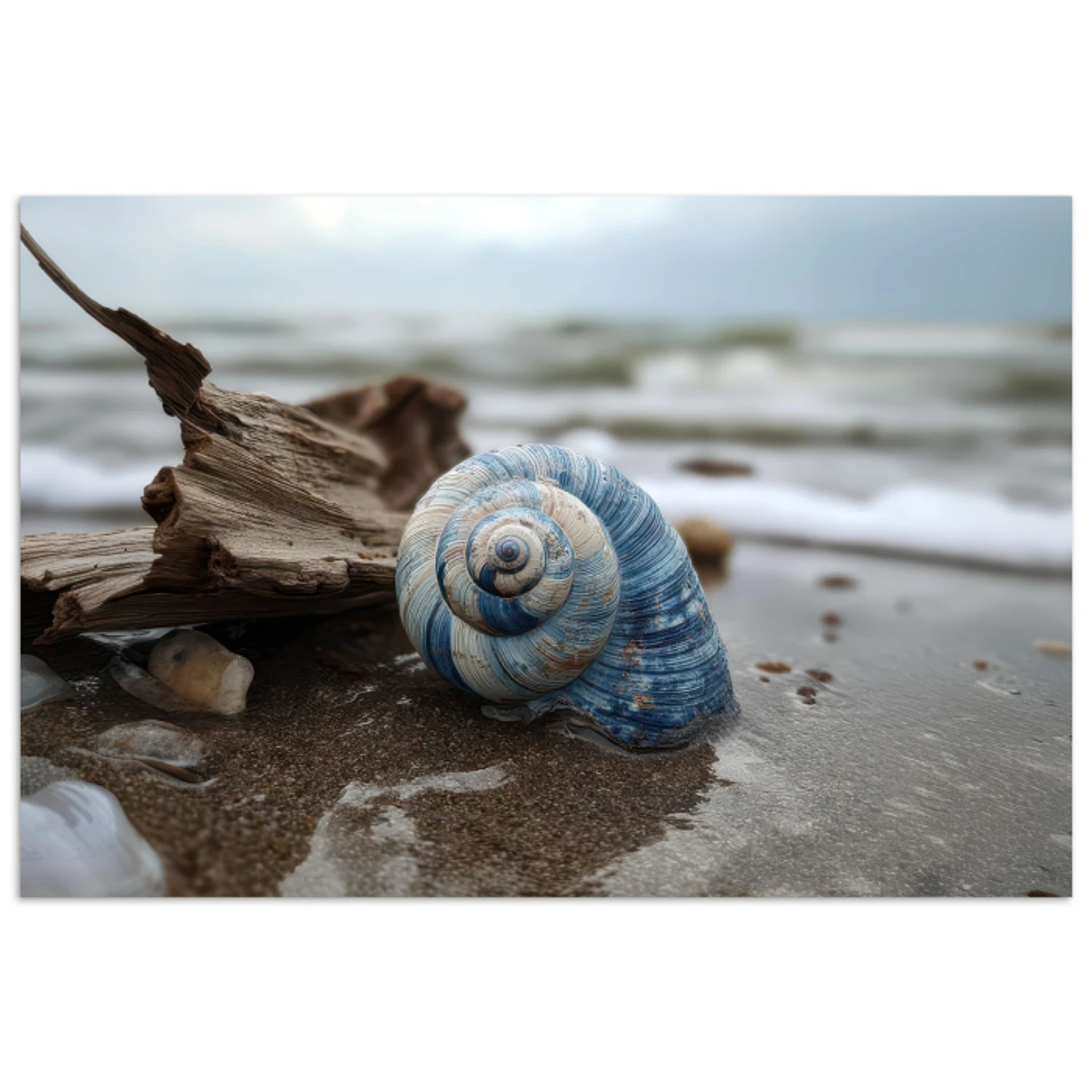 Losse posters - Schelp - Strand - Blauw - Zee - Bestel nu voordelig op ...