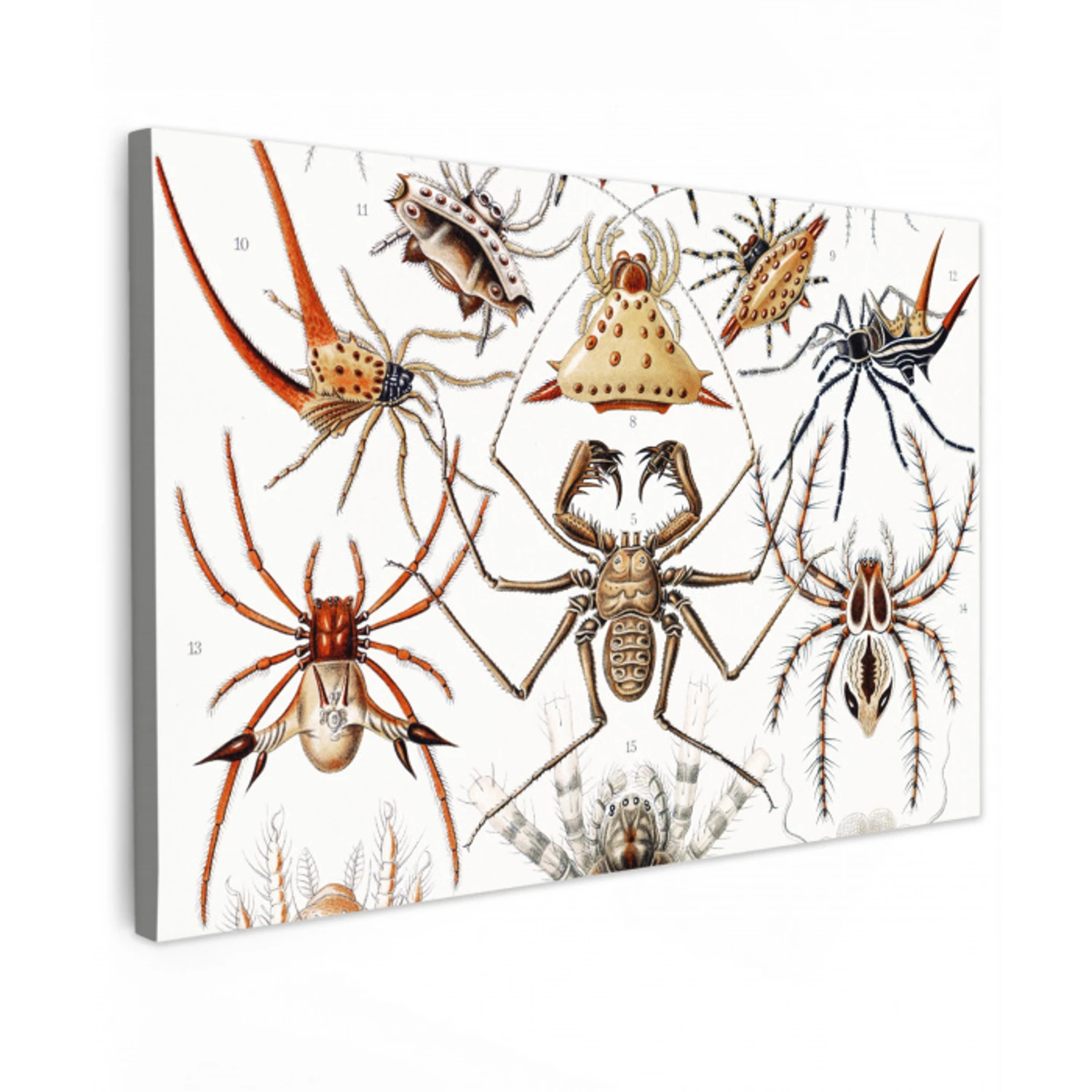 Retro - Spin - Ernst Haeckel - Spinnen canvas 2cm klein -z3d