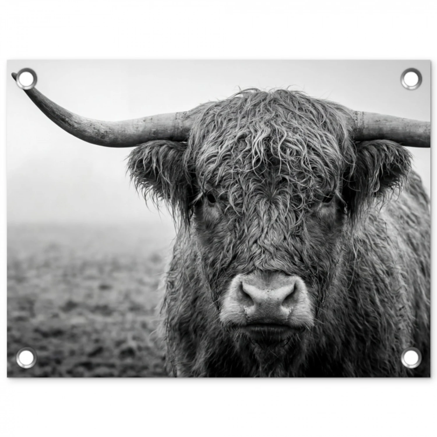 Schotse hooglander - Zwart - Wit - Gras tuinposter los doek klein -3d