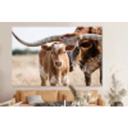 Texas Longhorn - Kalf - Weide - Dieren forex 5mm xxl -bovenbank