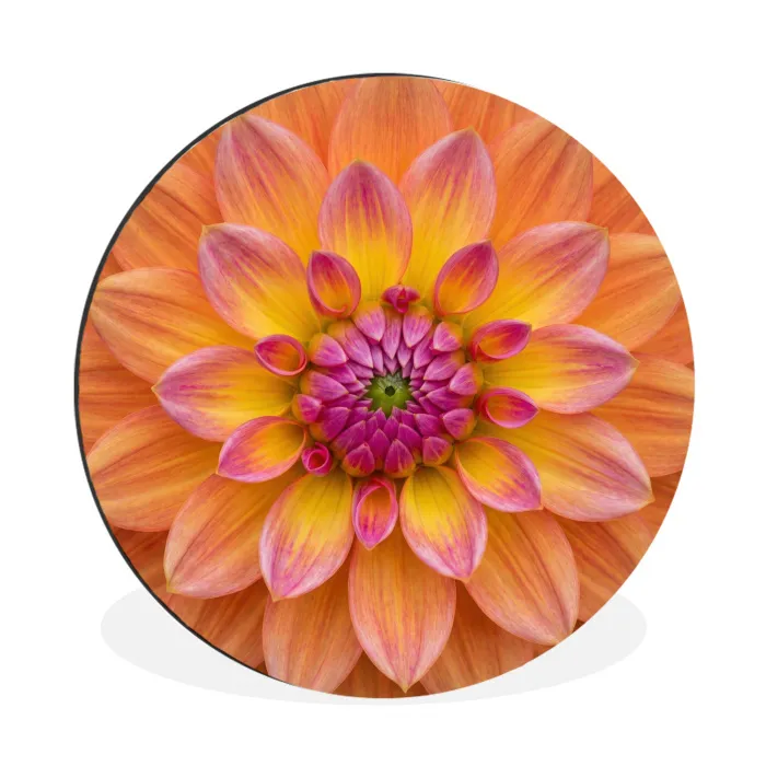 Dahlia - Bloem - Oranje Wandcirkel aluminium klein -3d