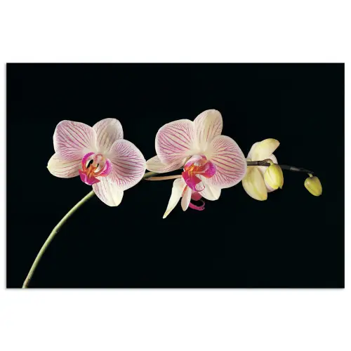Orchidee - Bloemen - Zwart - Roze - Knoppen poster papier klein -3d