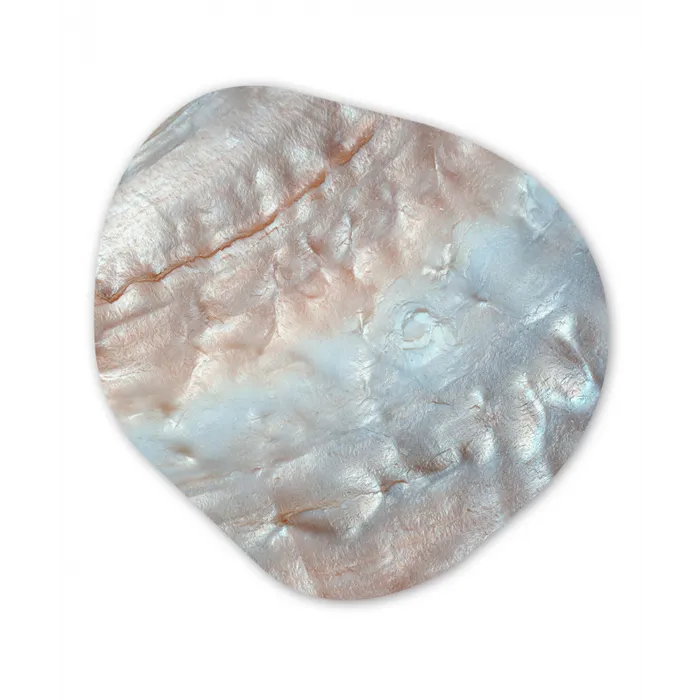 Schelpen - Abstract - Natuur Wandcirkel Organisch Forex 3mm klein -3d