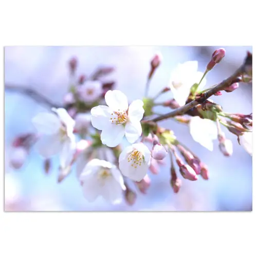 Bloemen - Sakura - Tak - Bloesem takken poster papier klein -3d