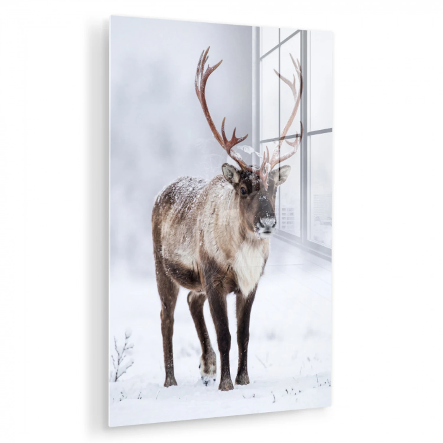 Rendier - Gewei - Toendra - Sneeuw - Wild plexiglas 5mm klein -zzzproduct_nieuw