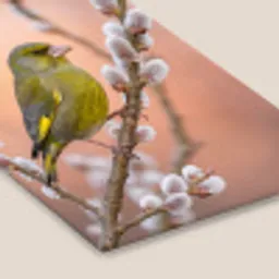 Groenling - Katjes - Lente - Natuur - Zacht fotolijst zwart zonder passe partout klein -zsfeer6
