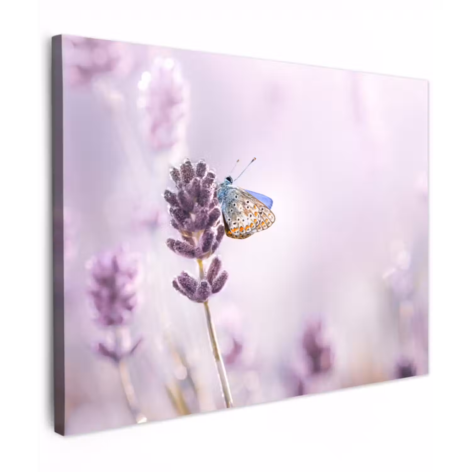 Canvas schilderij - Lavendel - Vlinder - Close-up - Paars