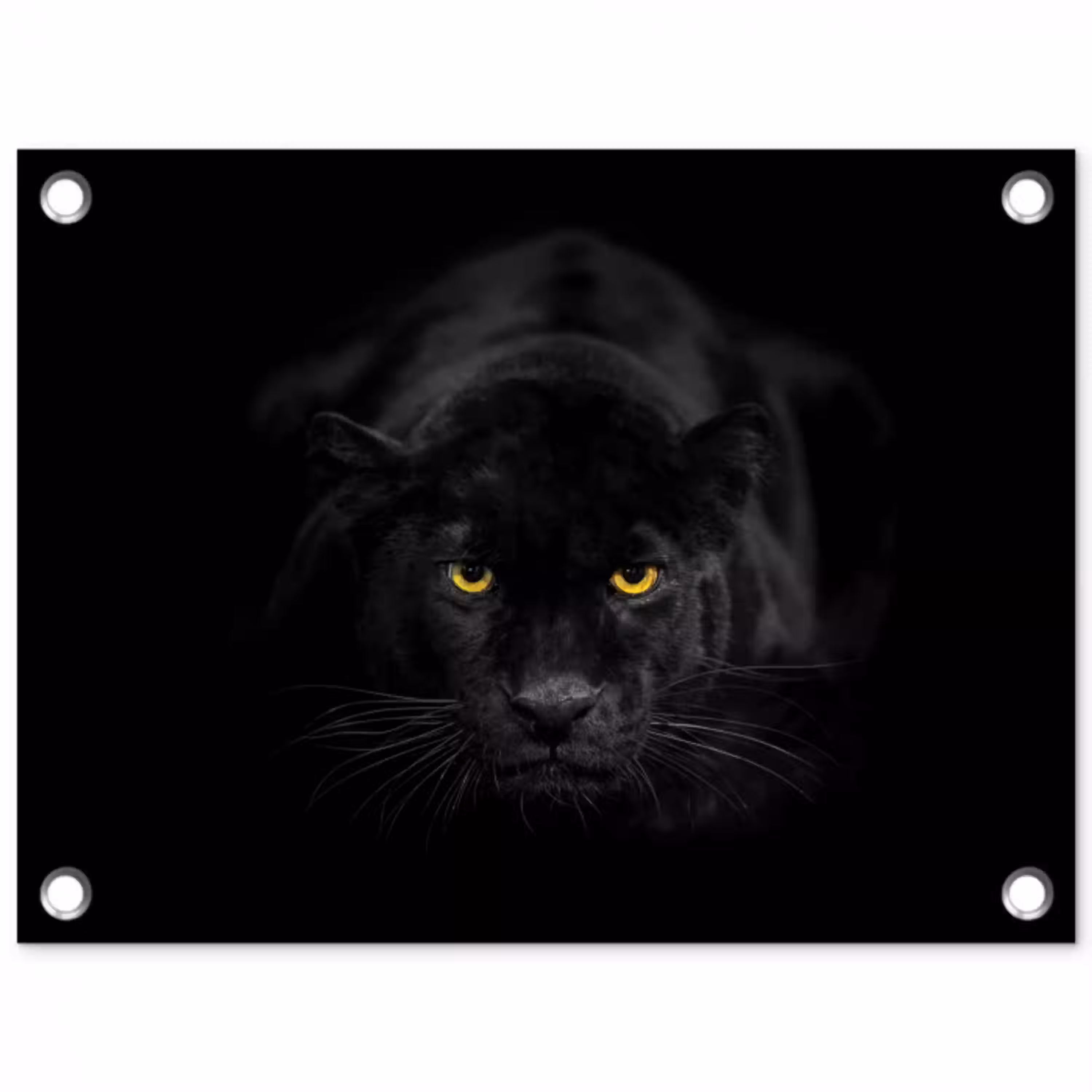 Panter - Dieren - Zwart - Ogen tuinposter los doek klein -3d