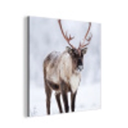 Rendier - Gewei - Toendra - Sneeuw - Wild aluminium wit klein -3d