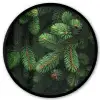 Sparrentakken - Knoppen - Naalden - Groen Fotolijst rond zonder passe partout klein -3d