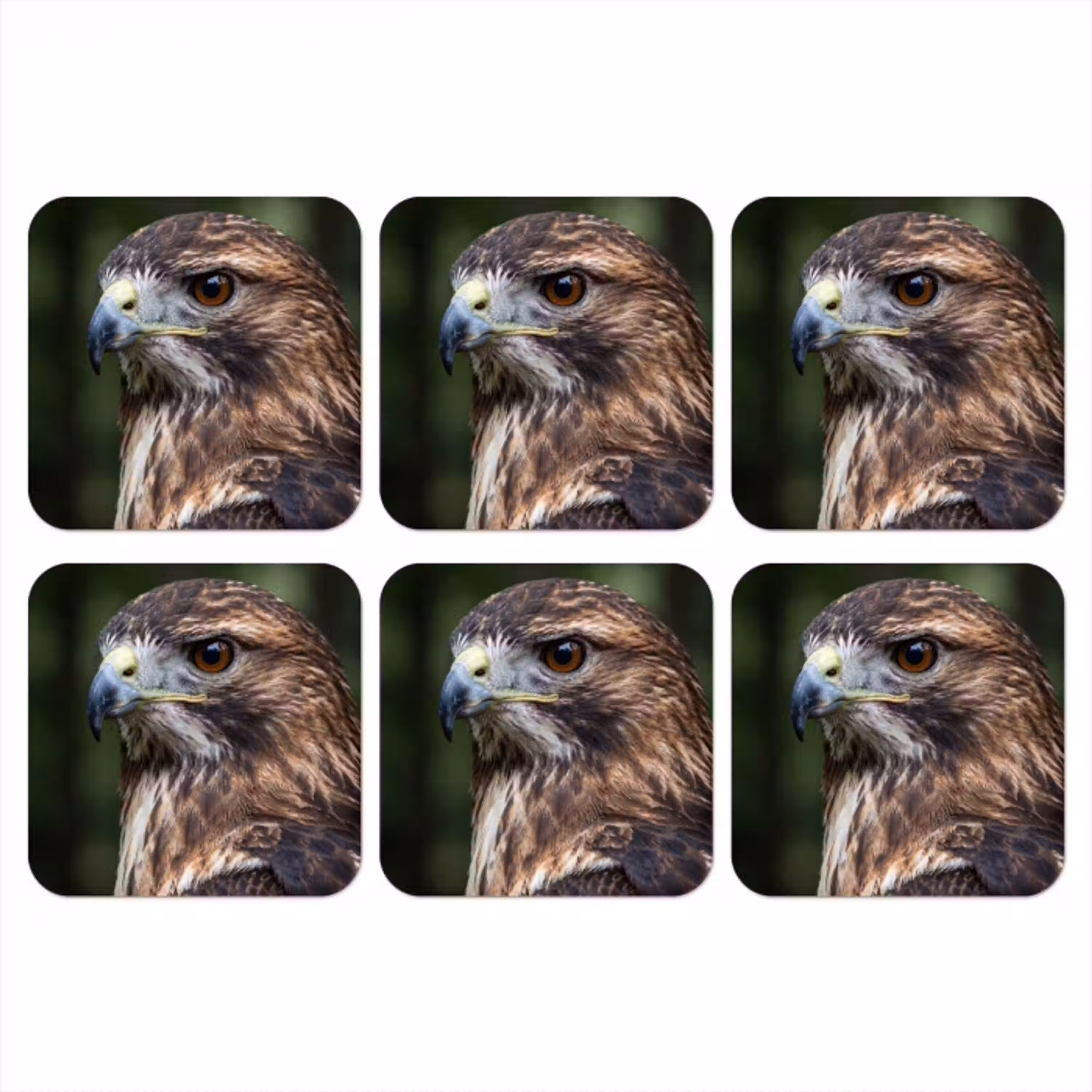 Buizerd - Roofvogel - Natuur - Bruin onderzetter kurk middel -3d