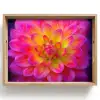 Roze - Dahlia - Kleurrijk Dienblad Rechthoek middel -z3d_shopping