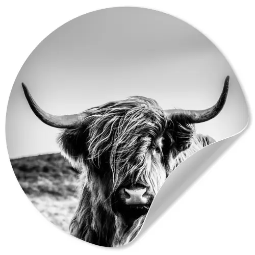 Koe - Schotse hooglander - Zwart - Wit - Dier - Natuur - Wild Wandcirkel behangsticker klein -3d