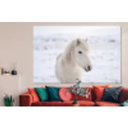 Paard - Kop - Winter - Dieren - Wit forex 5mm xxl -woonkamer