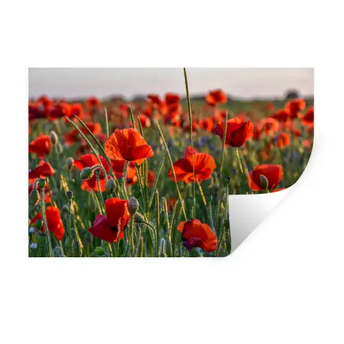 Bloemen - Klaprozen - Natuur - Rood Muursticker klein -3d