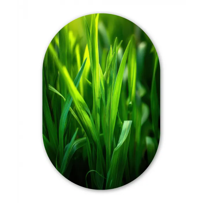 Grassprieten - Lichtinval - Groen Wandcirkel Ovaal Glas middel -3d