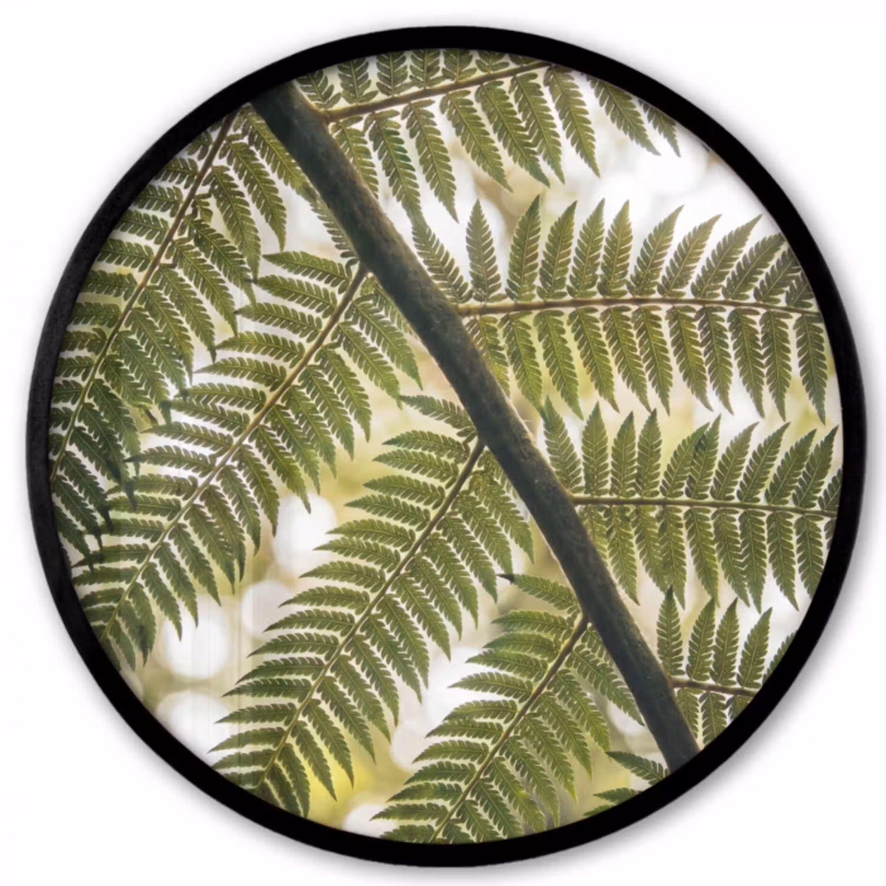 Plant - Blad - Natuur - Groen - Detail Fotolijst rond zonder passe partout klein -3d