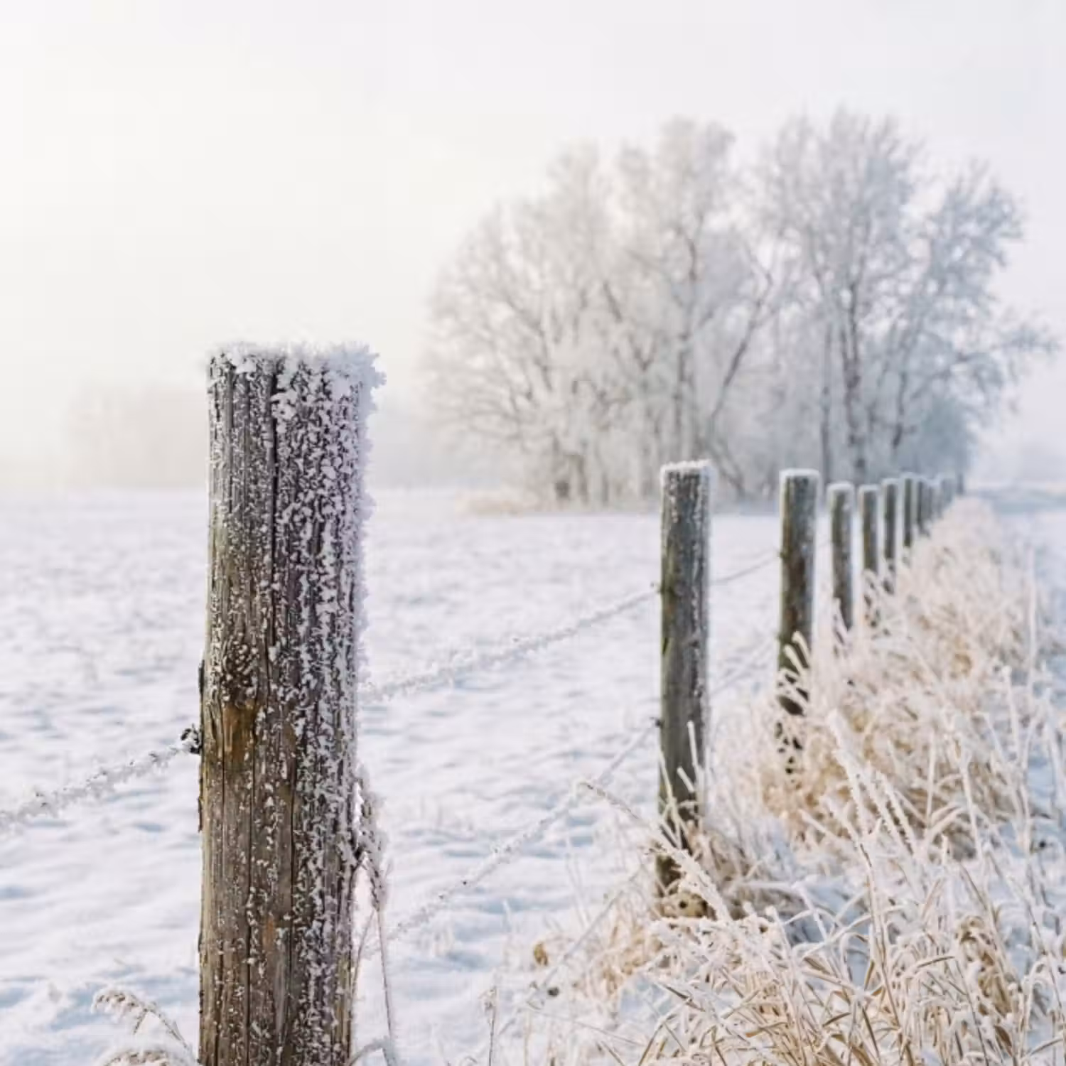 Tapete - Zaun - Schnee - Nebel - Landleben - Nostalgisch