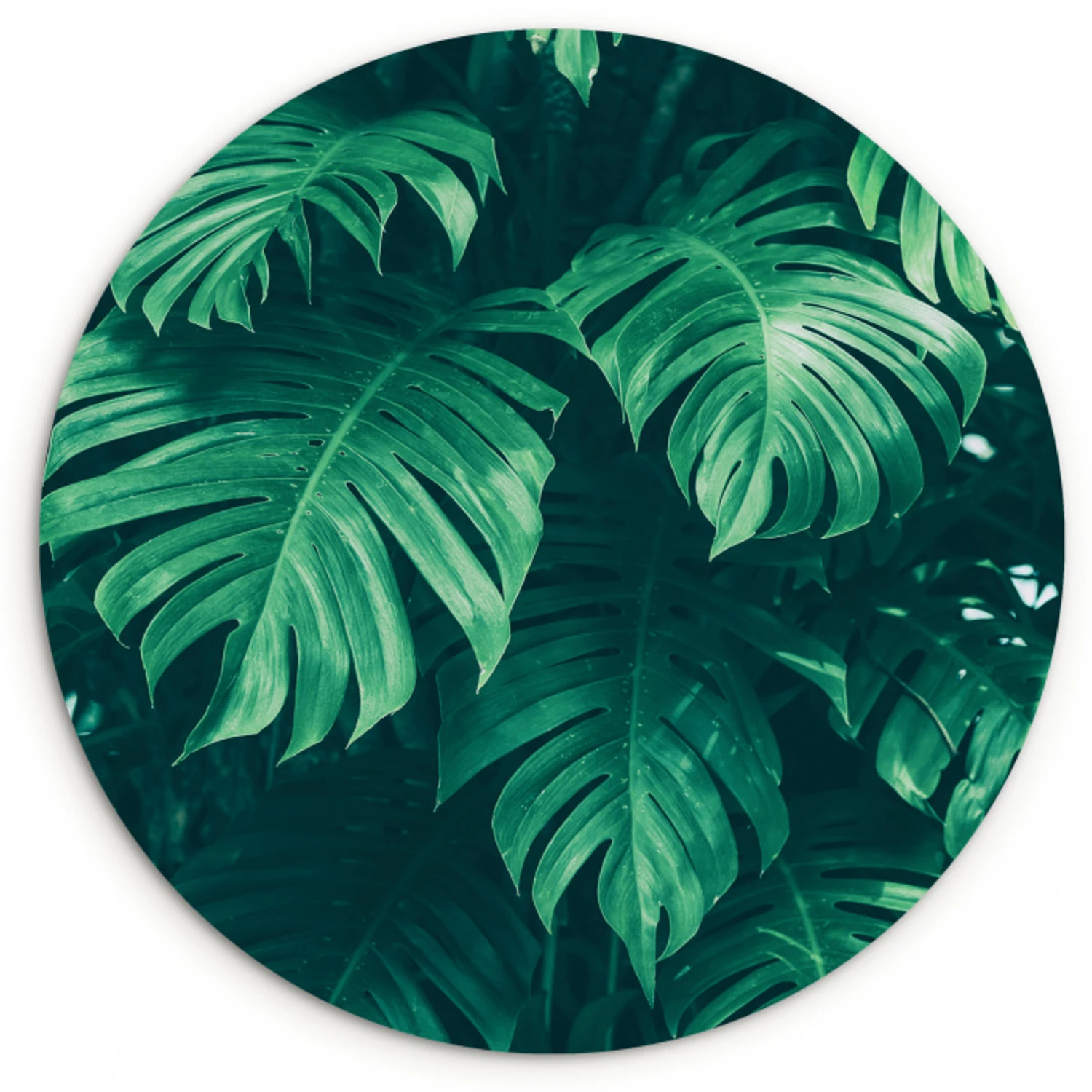 Monstera - Bladeren - Planten - Jungle - Natuur Wandcirkel kunststof plaat 5mm dik klein -3d