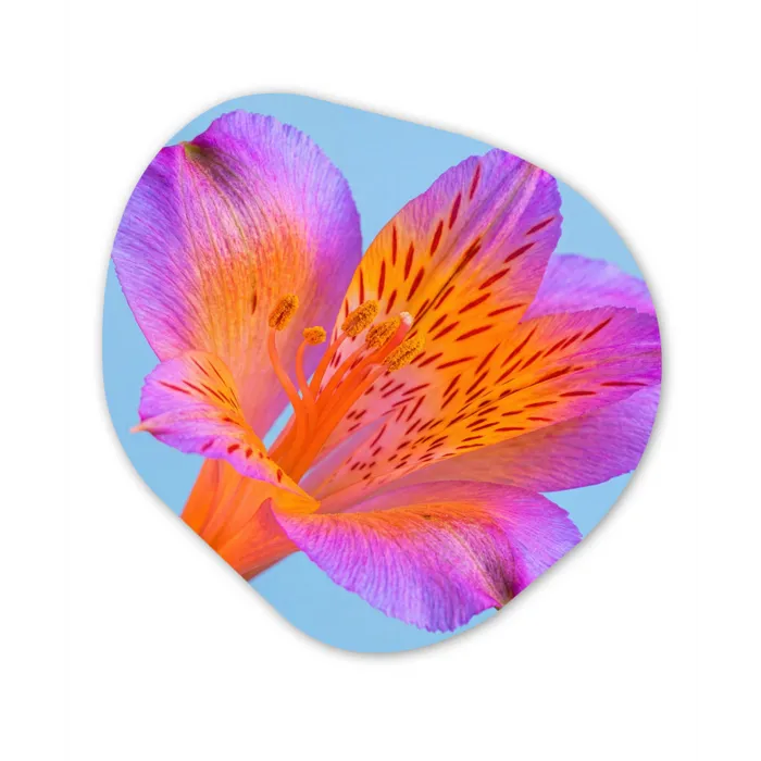 Bloem - Detail - Kleurrijk Wandcirkel Organisch Forex 3mm klein -3d