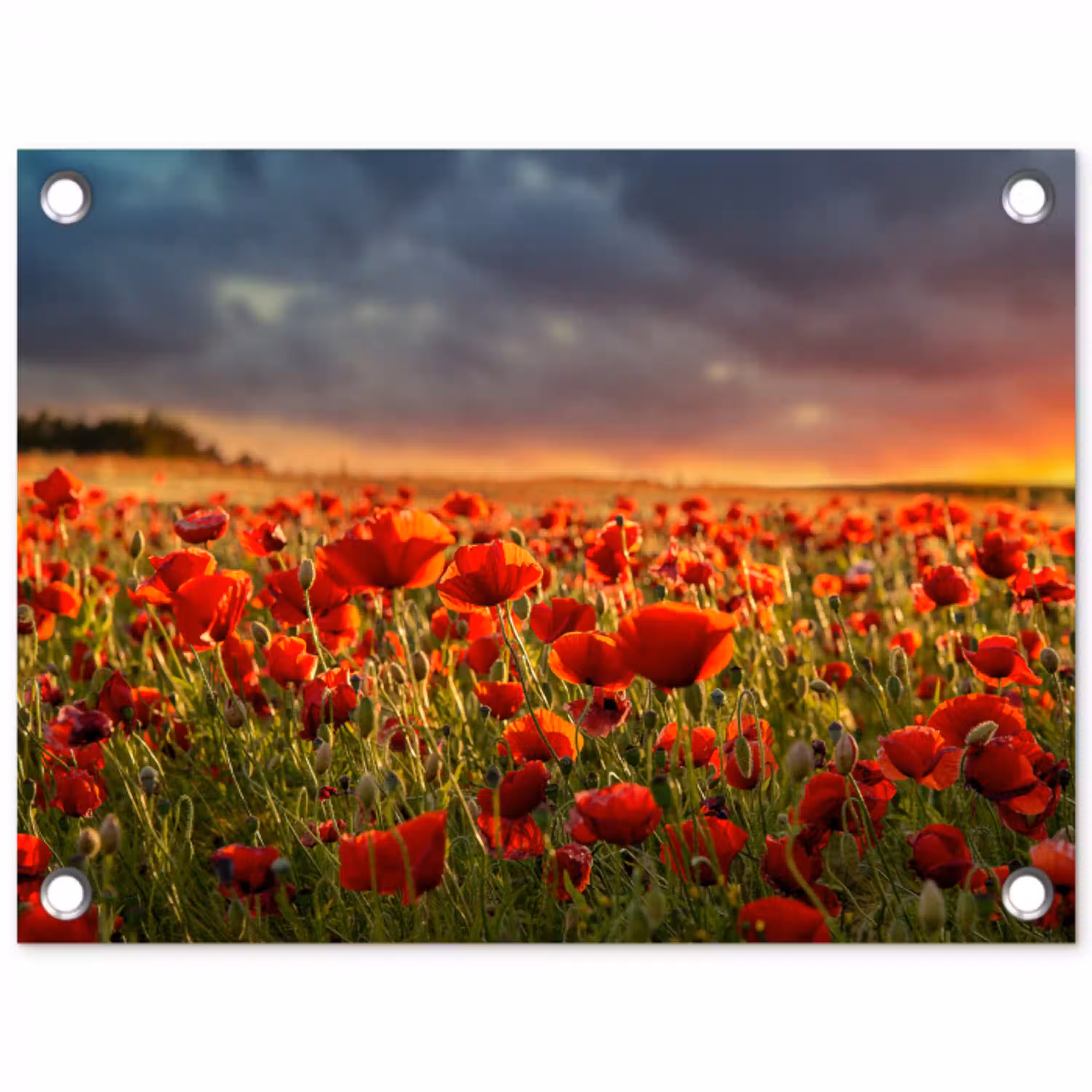 Zonsondergang - Klaprozen - Rood - Bloemen - Veld - Natuur tuinposter los doek klein -3d
