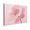 Bloem - Pioenroos - Roze Tuinposter op houten frame 2 cm dik klein -3d
