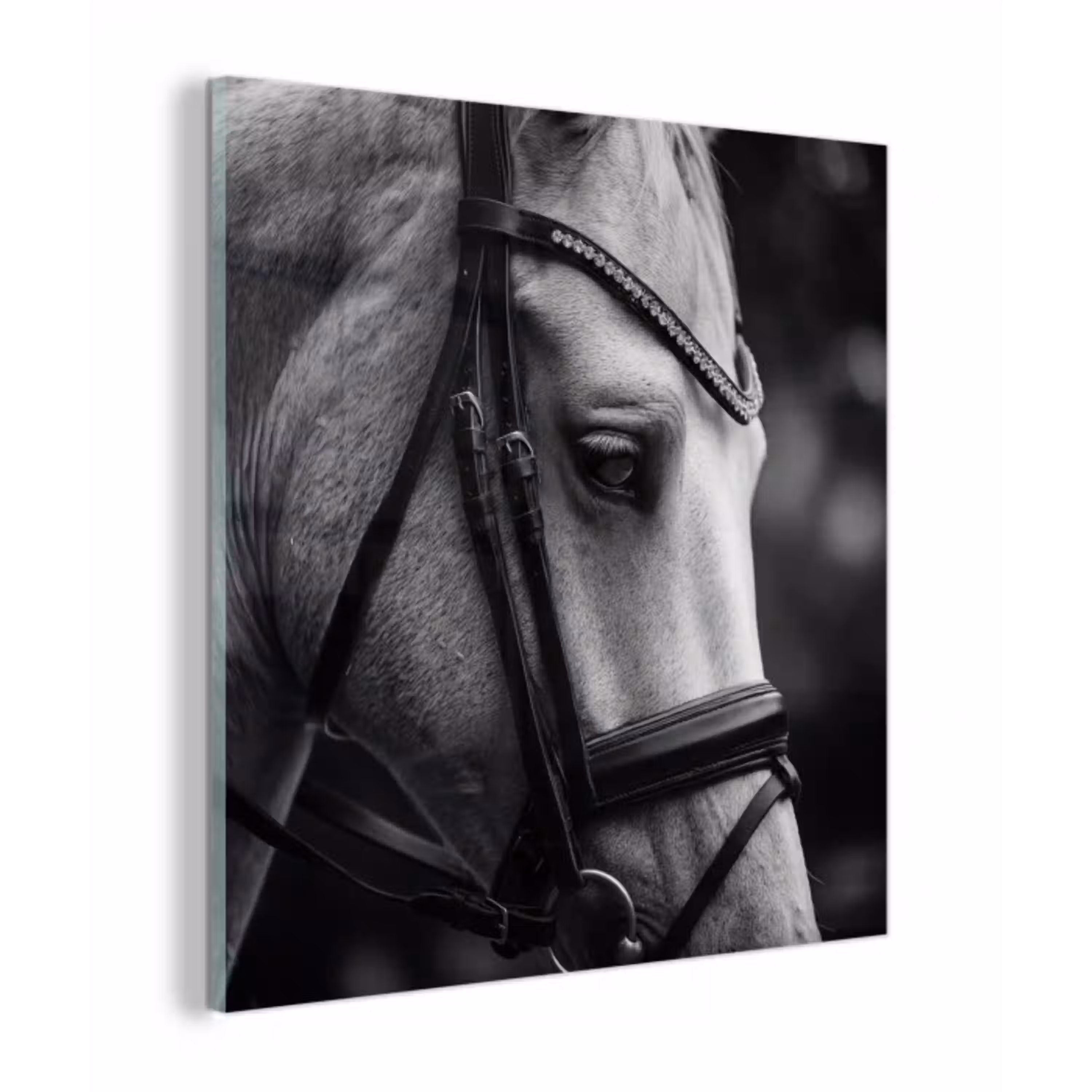 Paard - Schimmel - Portret plexiglas 5mm klein -z3d
