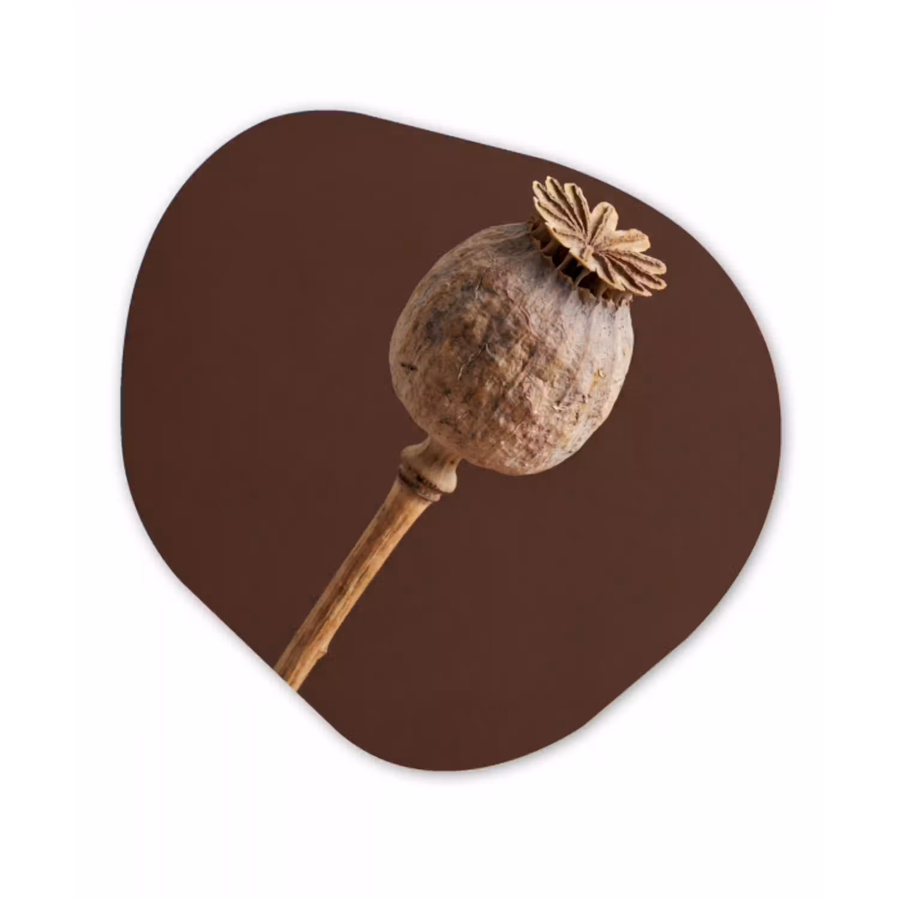 Papaverbol - Droogbloem - Bruin - Minimalistisch Wandcirkel Organisch Forex 3mm klein -3d