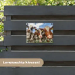 Bruin-witte koeien in de wei tuinposter los doek klein -sfeer3