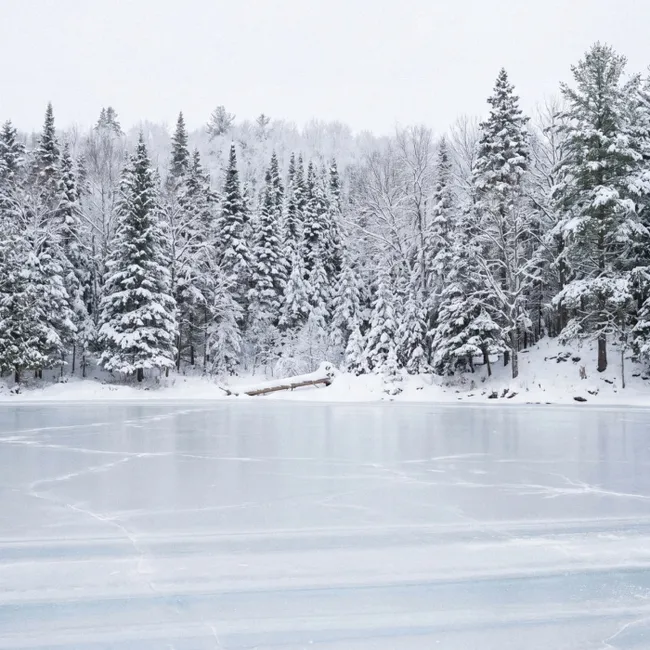 Behang - Meer - Dennen - IJs - Winter - Rustgevend