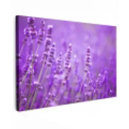 Lavendel - Close-up - Bloemen - Paars canvas 2cm klein -z3d