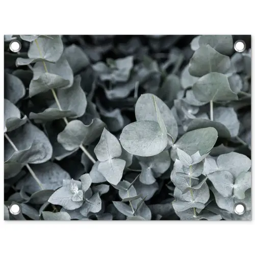 Natuur - Planten - Eucalyptus - Bladeren tuinposter los doek klein -3d