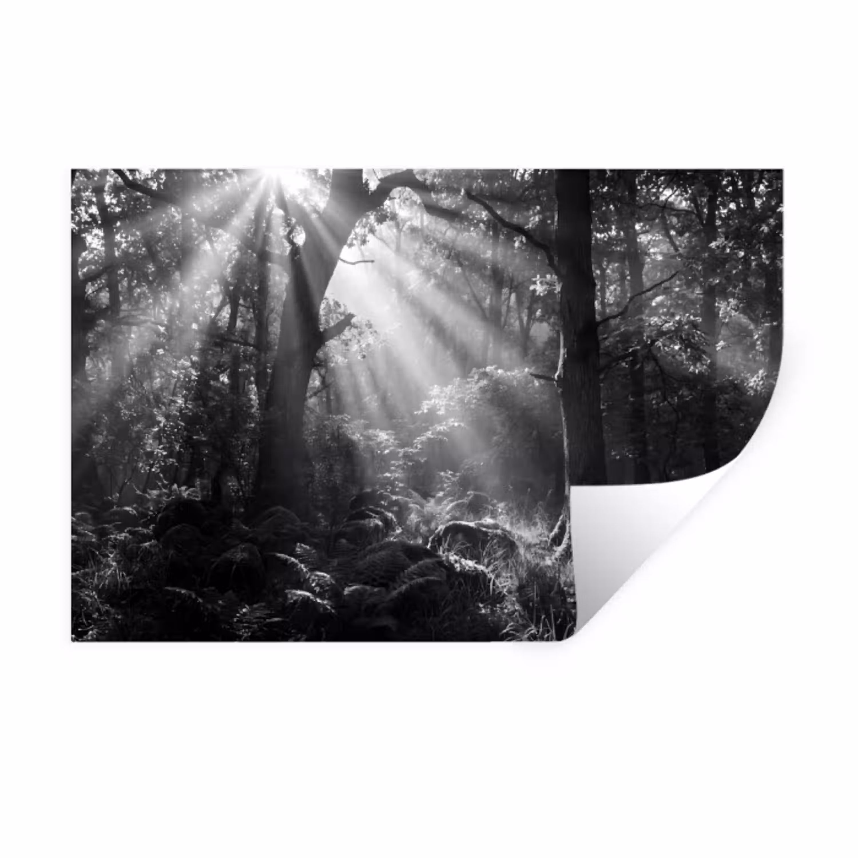 Bos - Lichtstralen - Natuur - Zwart-wit Muursticker klein -3d