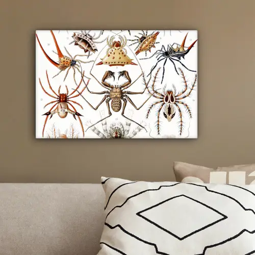 Retro - Spin - Ernst Haeckel - Spinnen canvas 2cm klein -sfeer3