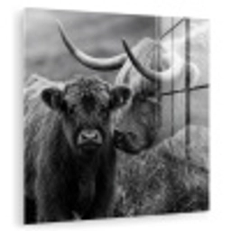Schotse hooglander - Kalf - Zwart - Wit plexiglas 5mm klein -zzzproduct_nieuw