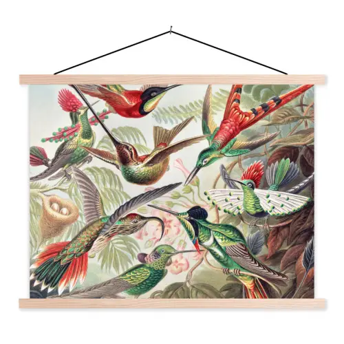 Kolibrie - Tuindecoratie - Vintage - Ernst Haeckel - Tuinposter textielposter latten blank klein -3d